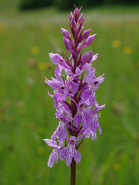 9 orchidee dal Nevegal